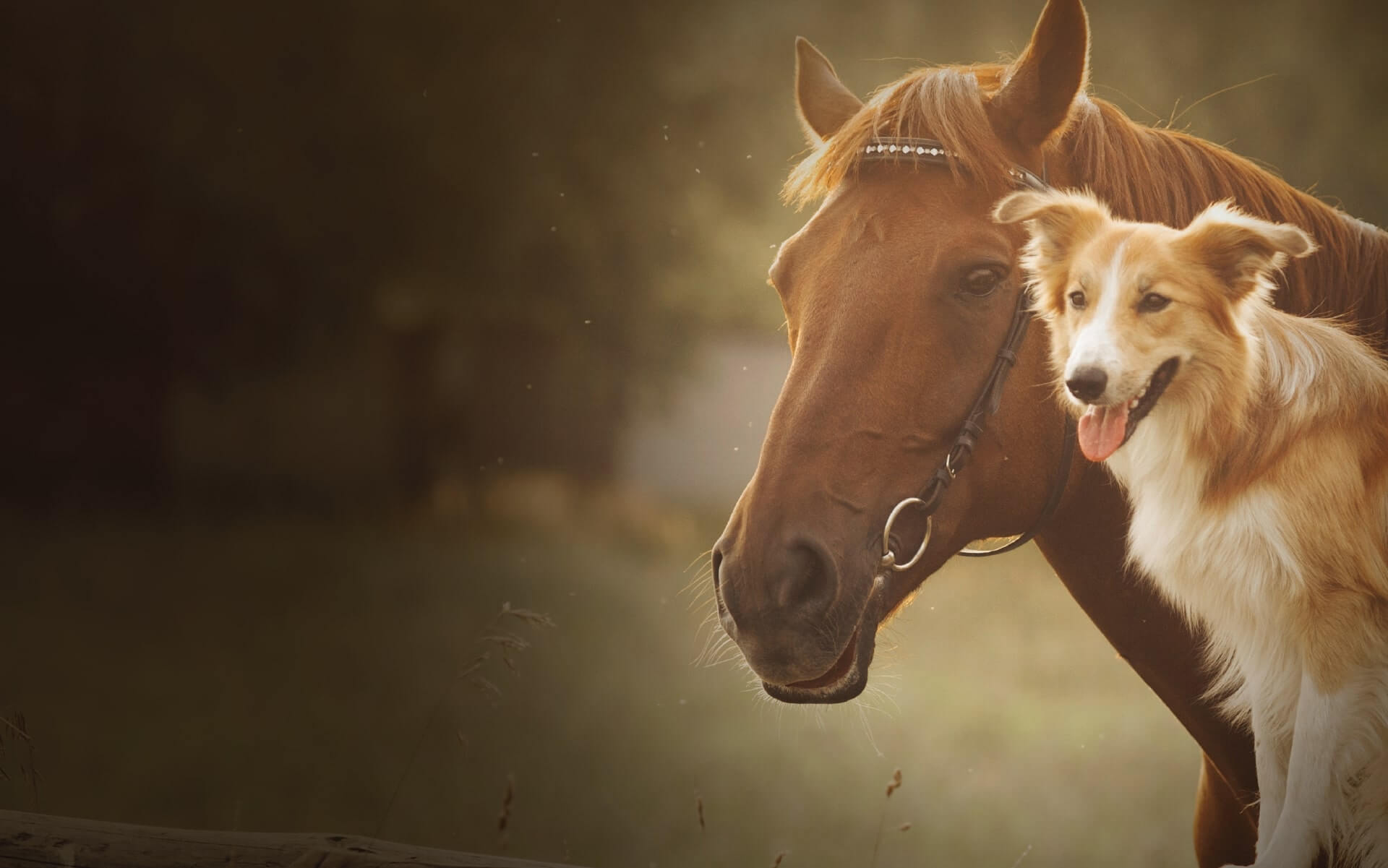 Image of Dog and Horse
