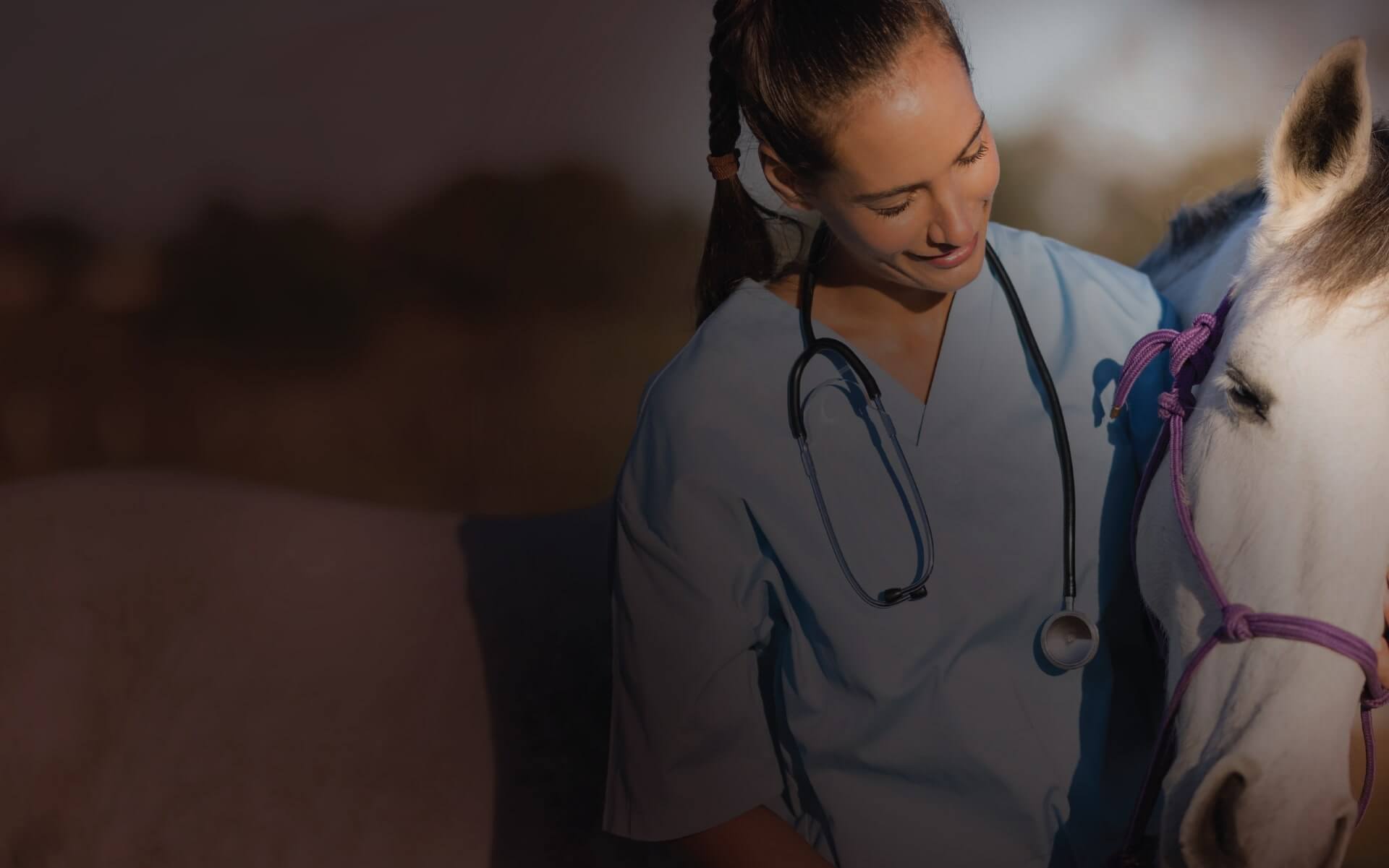 Image of Vet and Horse